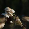 Porceline fungus